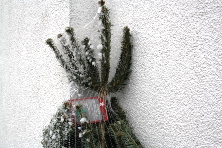 11 Prozent der Bundesbürger wollen in diesem Jahr den Weihnachtsbaum online kaufen (Bild: A.Stadler)